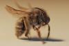 Anthophora plumipes